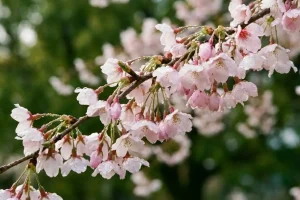 Vivid close-up of a blooming cherry blossom branch with soft bokeh background and morning dew drops