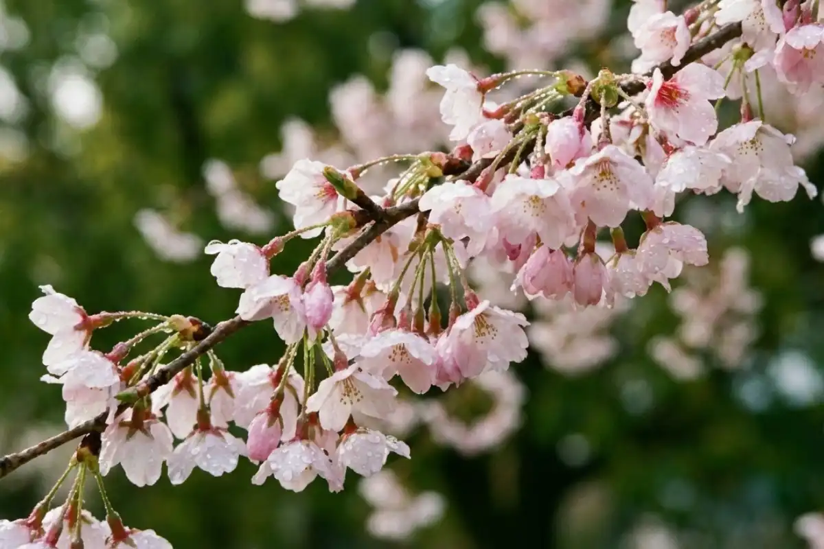 Spring Photography Tips: Capturing Blossoms and Landscapes