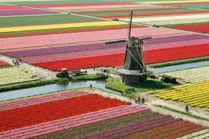 Aerial view of colorful tulip rows in the Dutch countryside during peak spring bloom with a classic windmill in the background