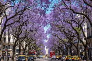 A sweeping view of Buenos Aires' Avenida 9 de Julio draped in a thick canopy of violet Jacaranda blossoms under a bright sapphire spring sky