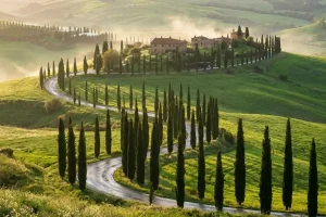 Iconic winding road lined with tall cypress trees cutting through the vibrant emerald green hills of Val d'Orcia at sunrise