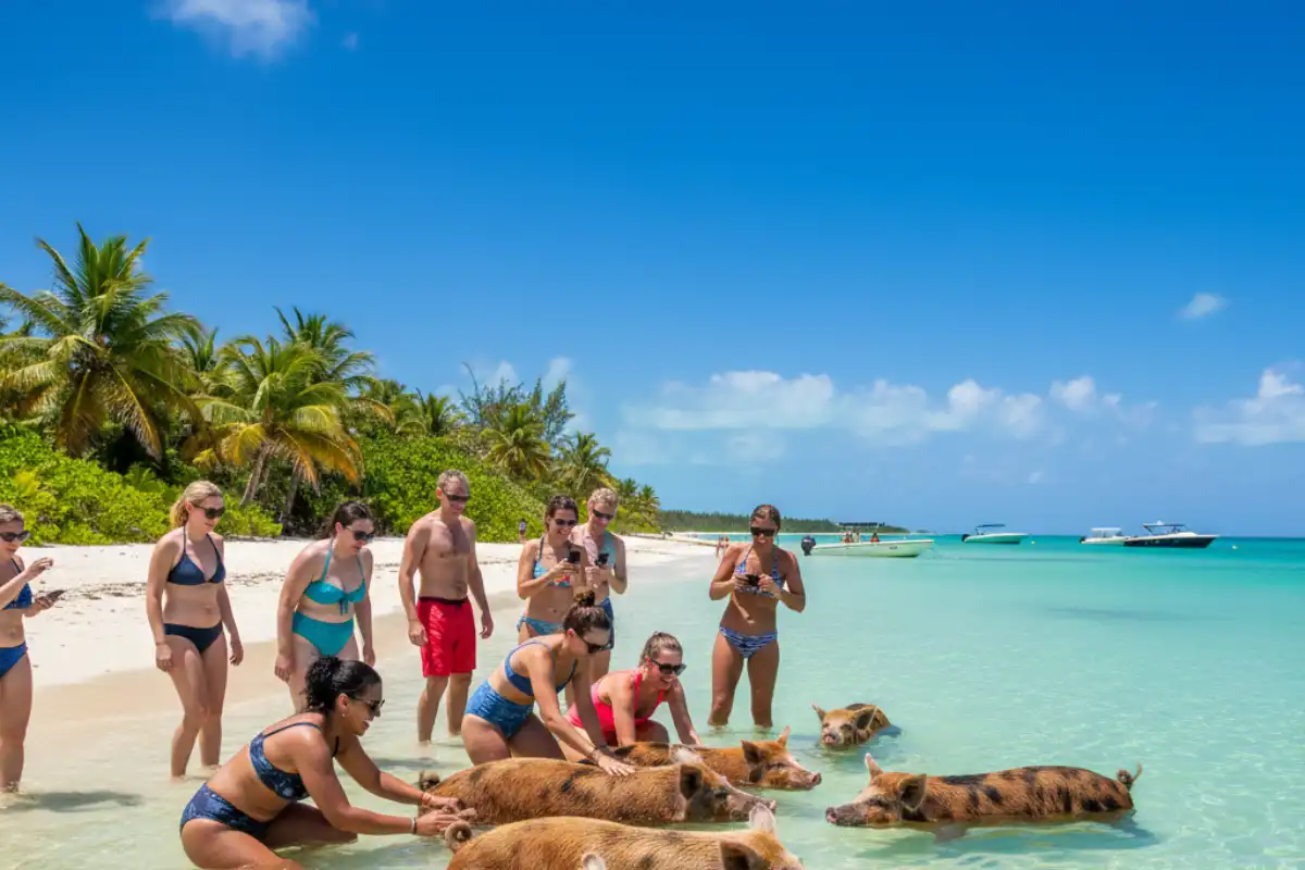 Friendly pigs swimming in the shallow emerald waters of Big Major Cay alongside curious travelers