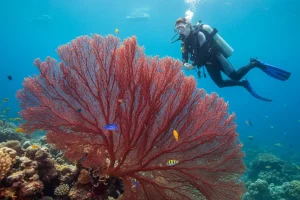 Scuba diver exploring a massive underwater sea fan in tropical waters