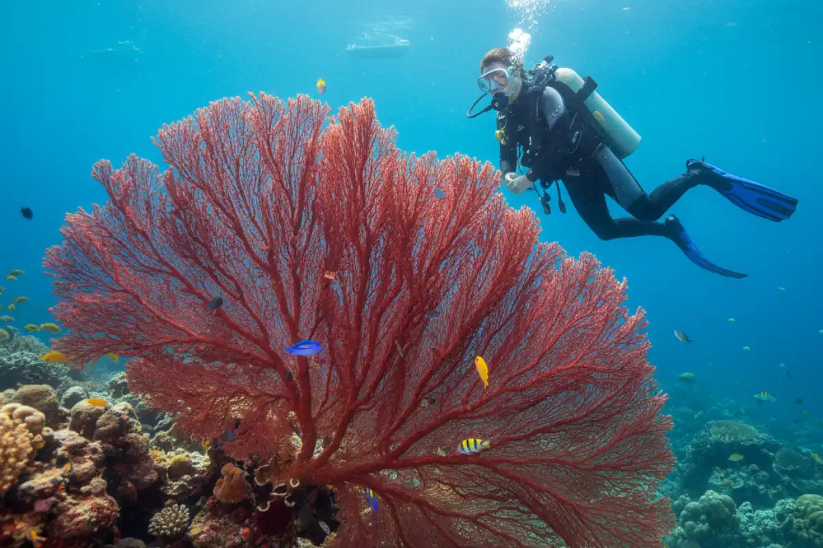 Top Diving Resorts Worldwide