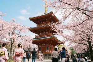 Delicate pink cherry blossoms framing a traditional red pagoda under a clear blue sky